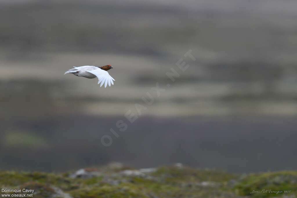 Willow Ptarmiganadult transition, Flight