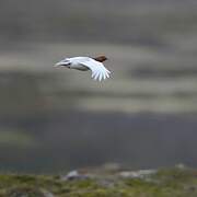 Willow Ptarmigan