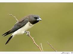 White-breasted Woodswallow