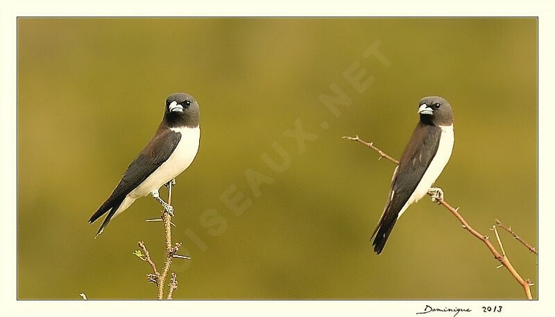 White-breasted Woodswallow