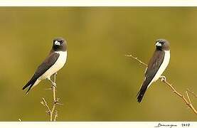 White-breasted Woodswallow