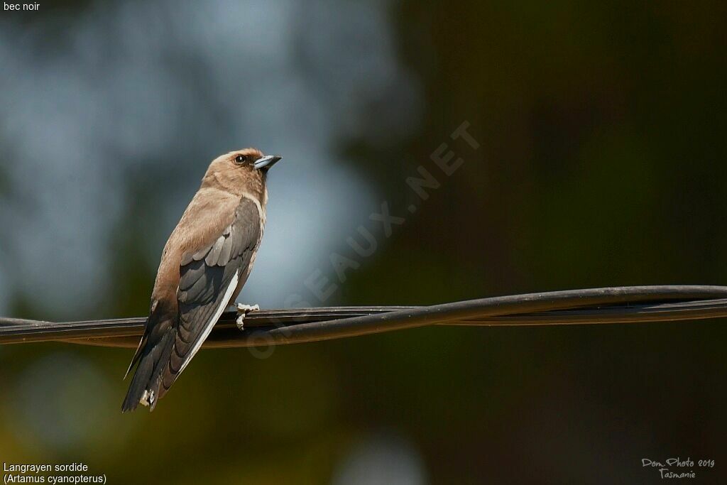 Dusky Woodswallow