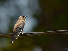 Dusky Woodswallow