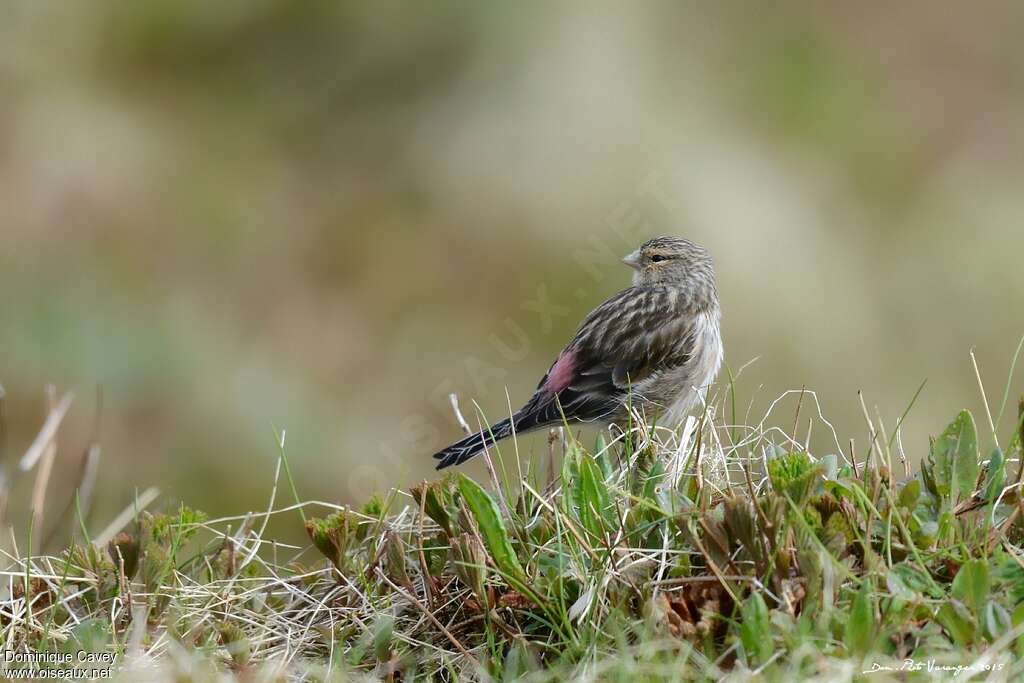 Linotte à bec jaune mâle adulte nuptial, habitat, pigmentation