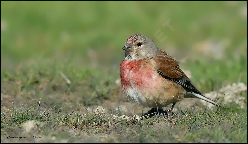 Common Linnet male