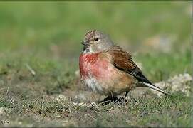 Common Linnet