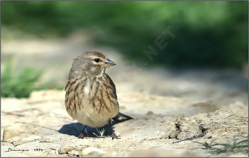 Common Linnet female