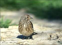 Common Linnet