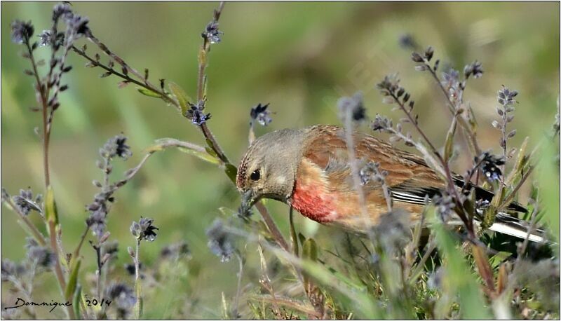 Common Linnet