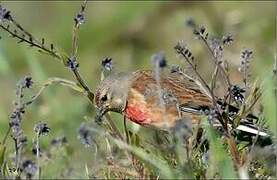 Common Linnet