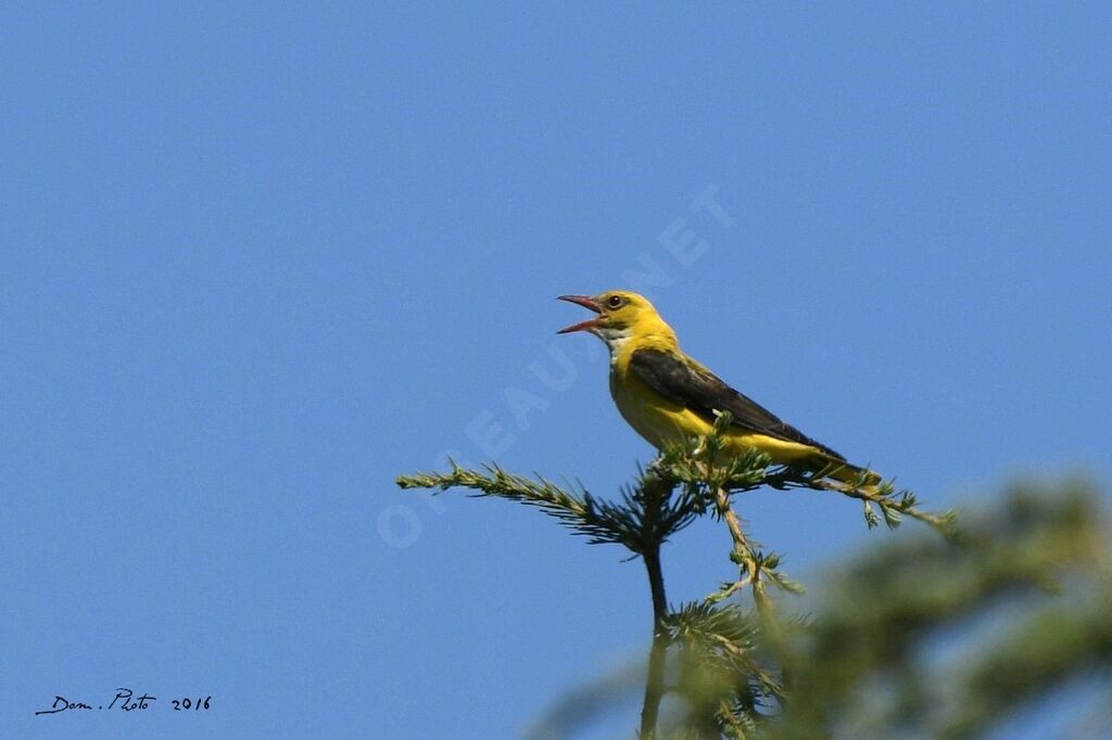 Eurasian Golden Oriole