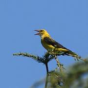 Eurasian Golden Oriole