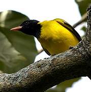 Ethiopian Oriole