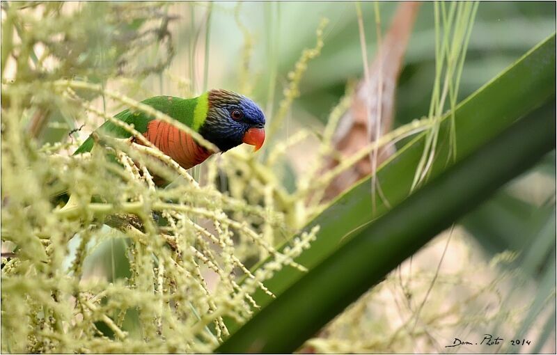 Coconut Lorikeet