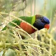 Coconut Lorikeet