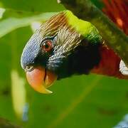 Coconut Lorikeet