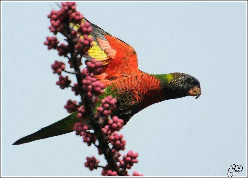 Coconut Lorikeet