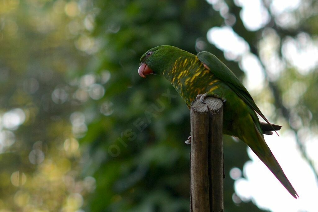 Scaly-breasted Lorikeet