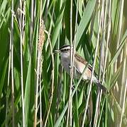 Moustached Warbler