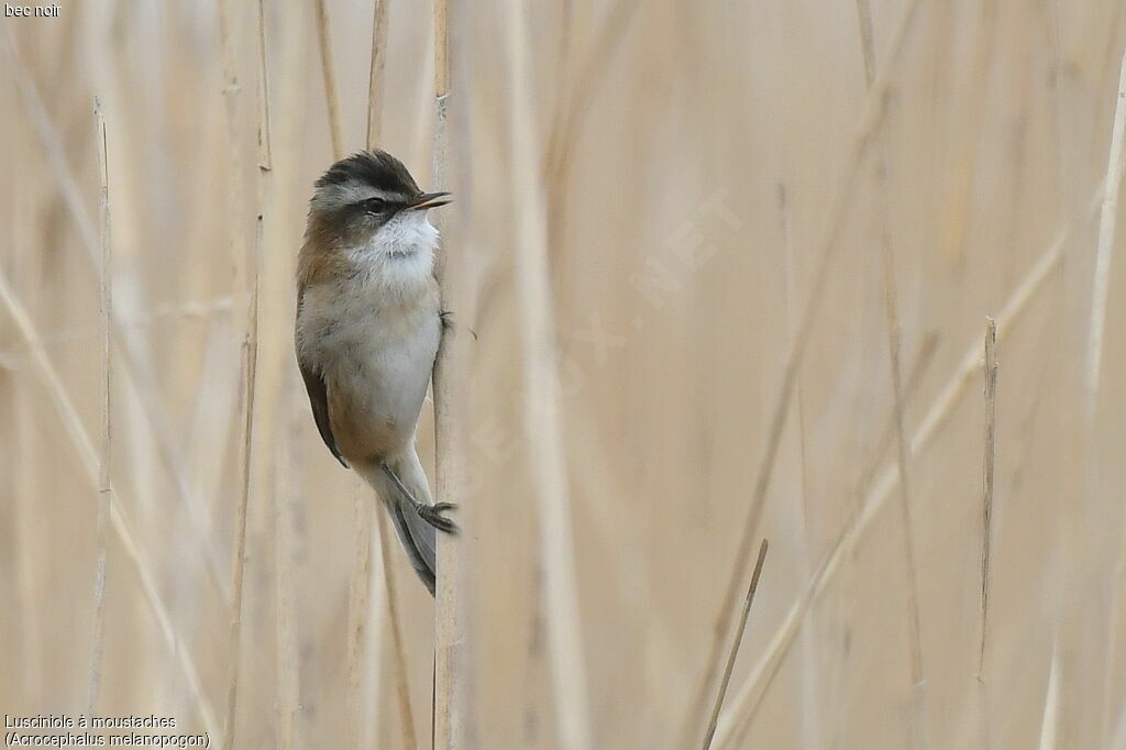 Moustached Warbler