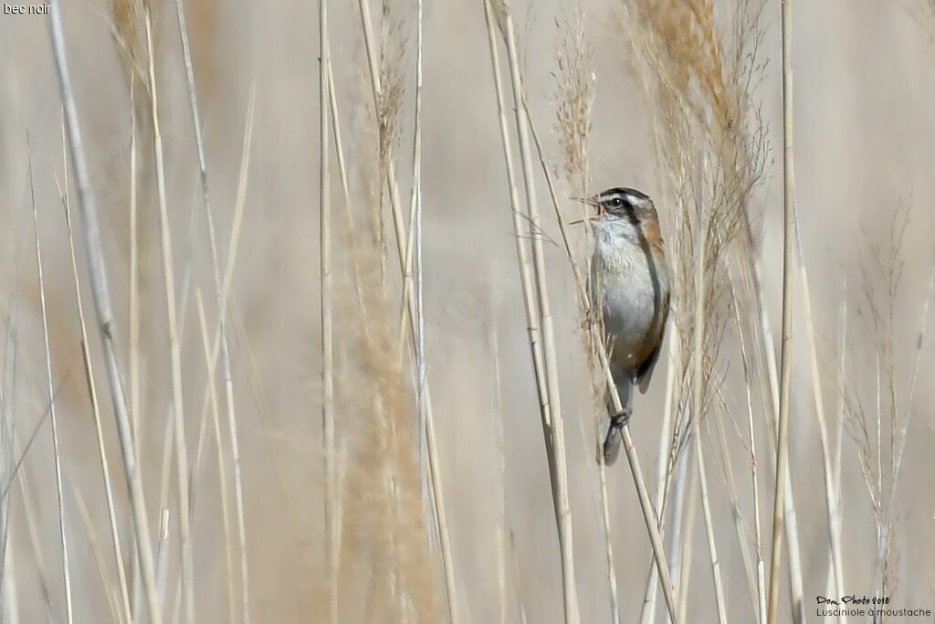 Moustached Warbler