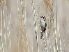 Moustached Warbler