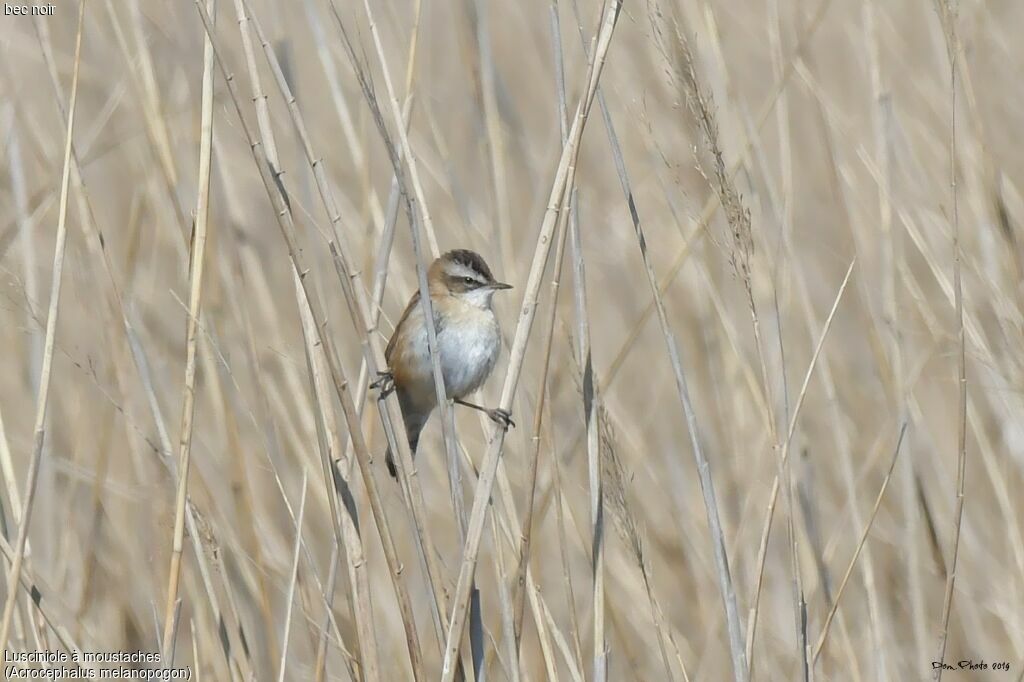 Moustached Warbler