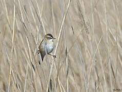 Moustached Warbler