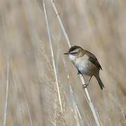 Moustached Warbler