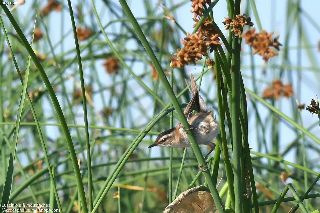 Moustached Warbler