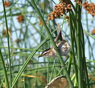 Moustached Warbler