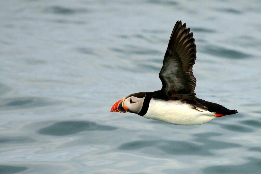 Atlantic Puffin