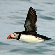 Atlantic Puffin