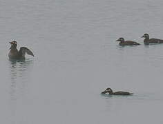 Velvet Scoter