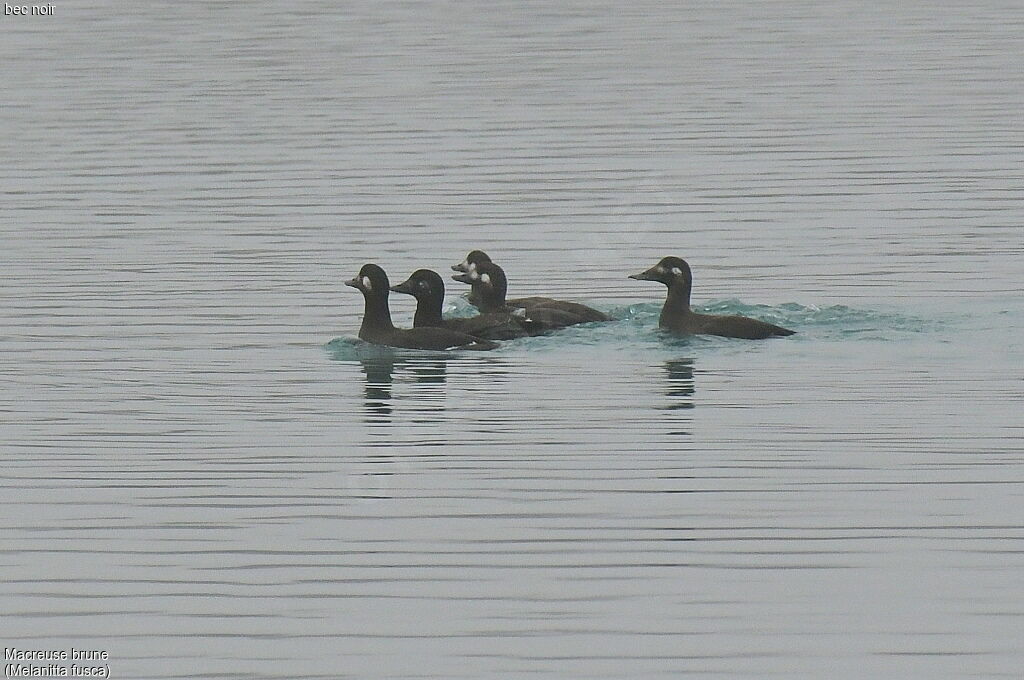 Velvet Scoter