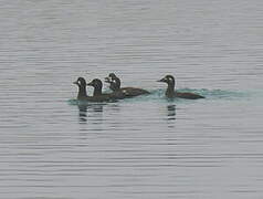 Velvet Scoter