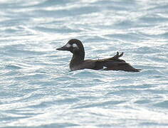 Velvet Scoter