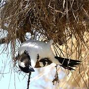 White-browed Sparrow-Weaver