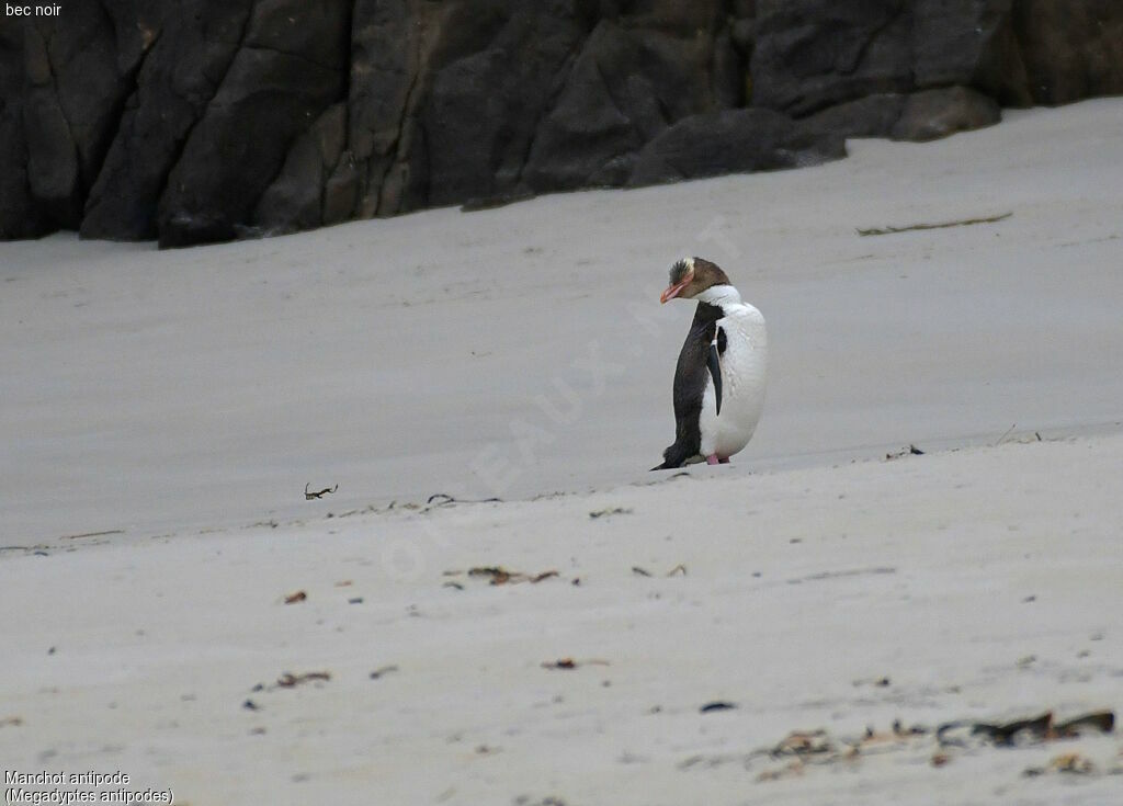 Yellow-eyed Penguin