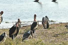 Marabou Stork