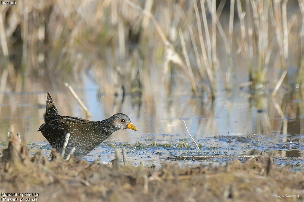 Spotted Crake