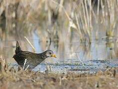 Spotted Crake