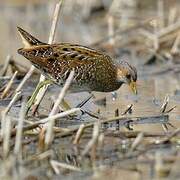 Spotted Crake