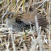 Spotted Crake