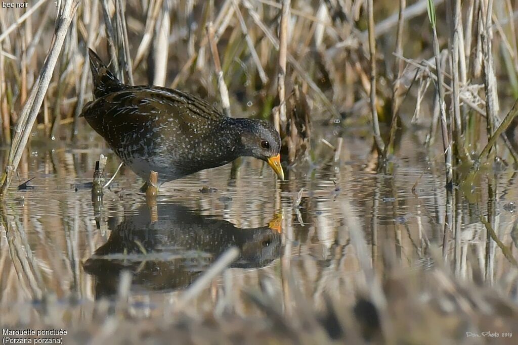 Spotted Crake