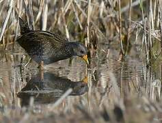 Spotted Crake