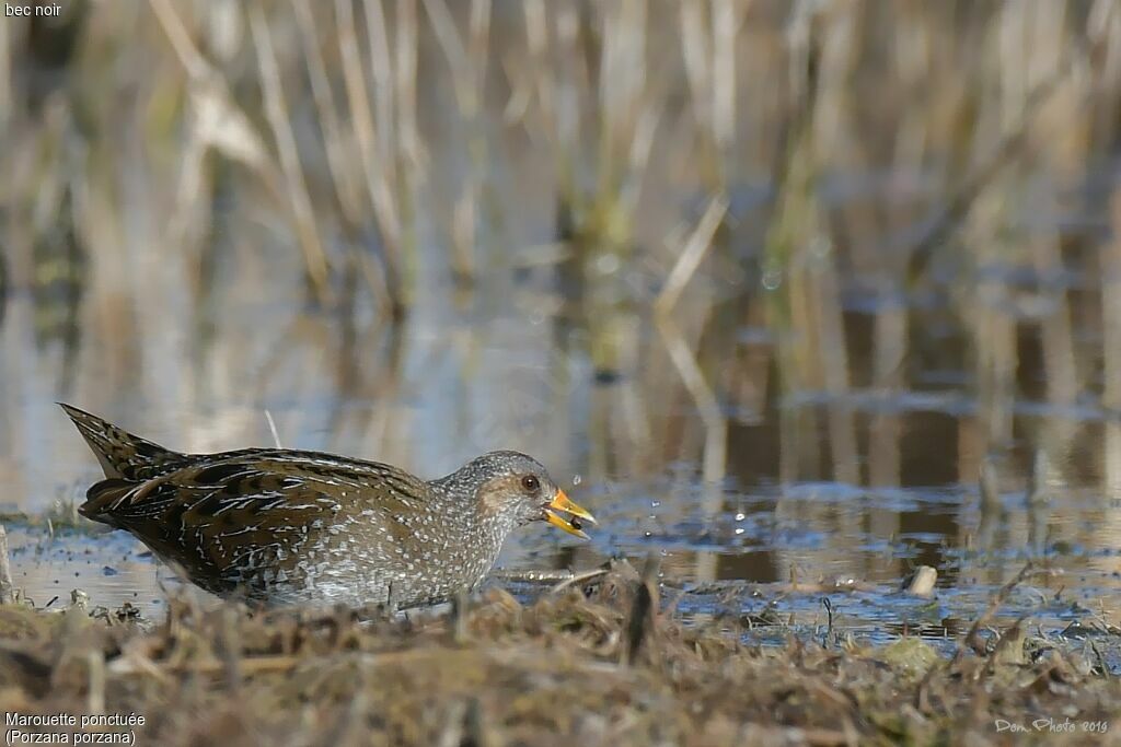 Spotted Crake