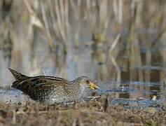 Spotted Crake