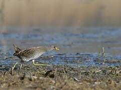 Spotted Crake