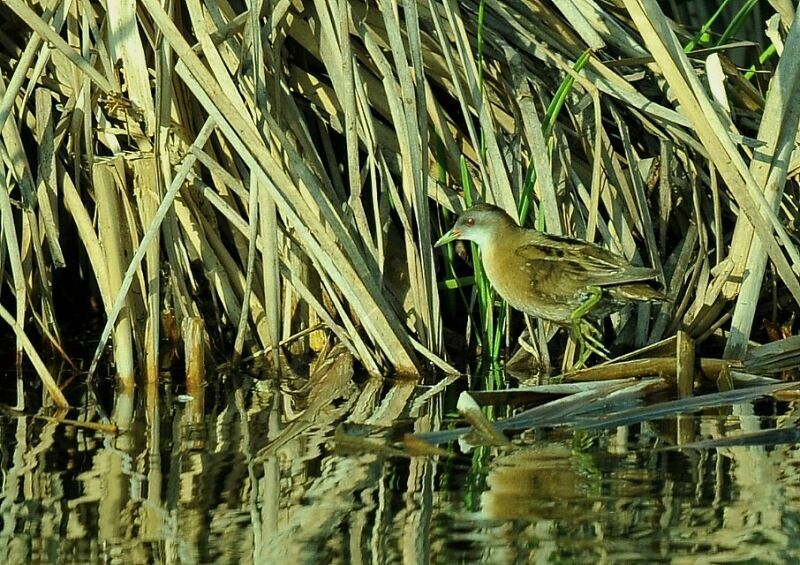 Little Crake